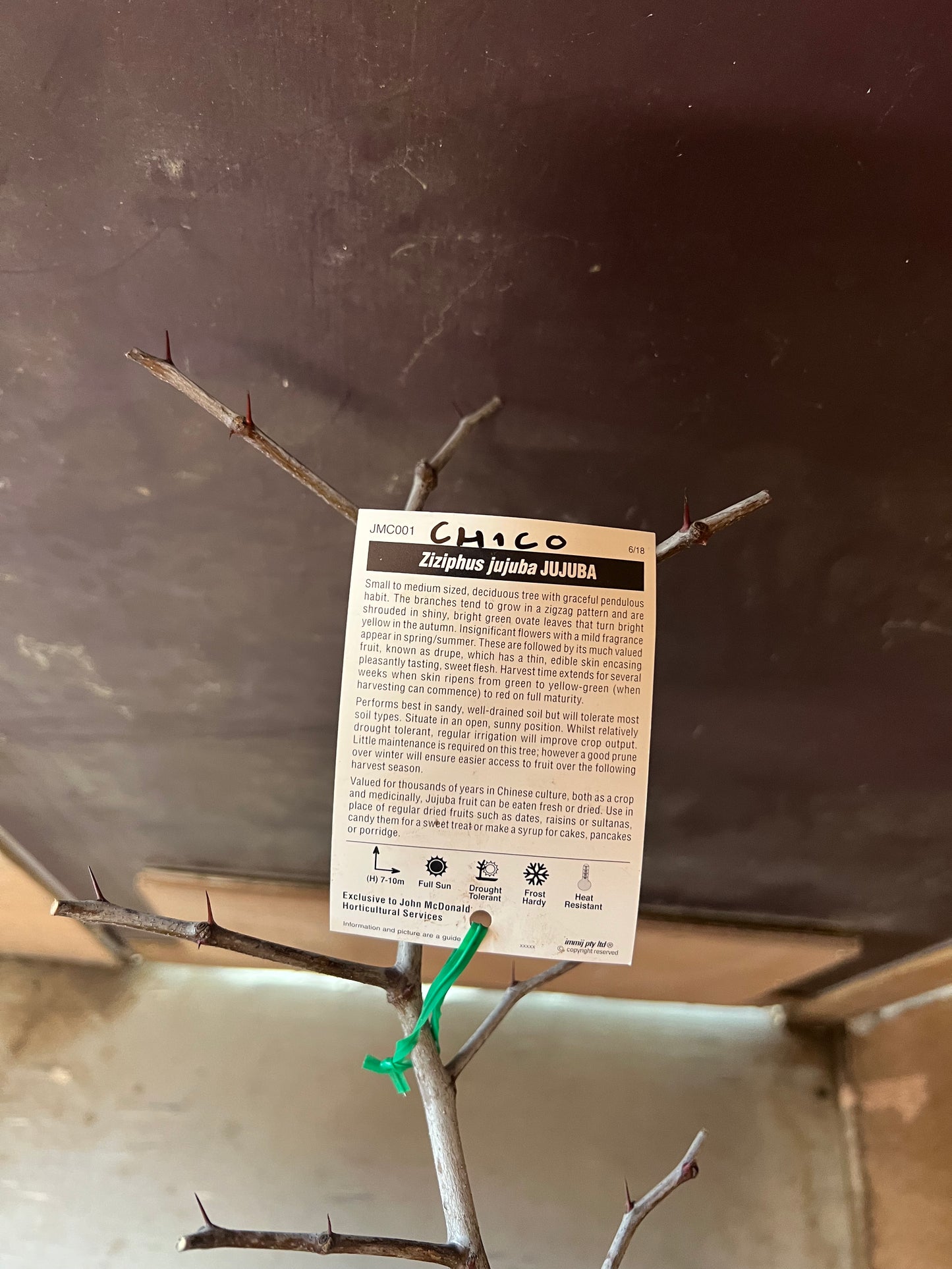 Jujube - Bareroot Chico (large)