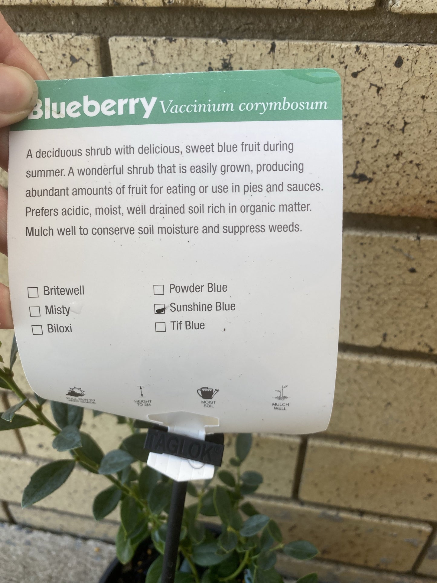 Blueberry- Sunshine Blue