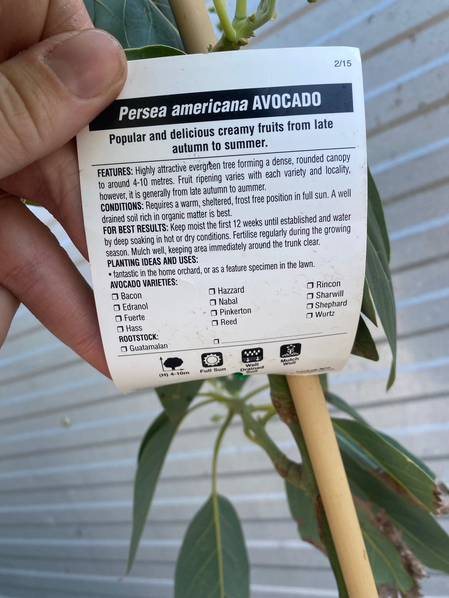 Avocado - Edranol (B Type)