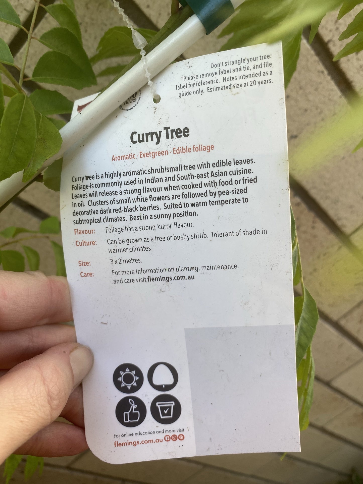 Curry Leaf Tree