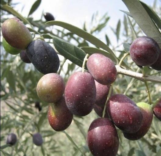 Olive - Kalamata