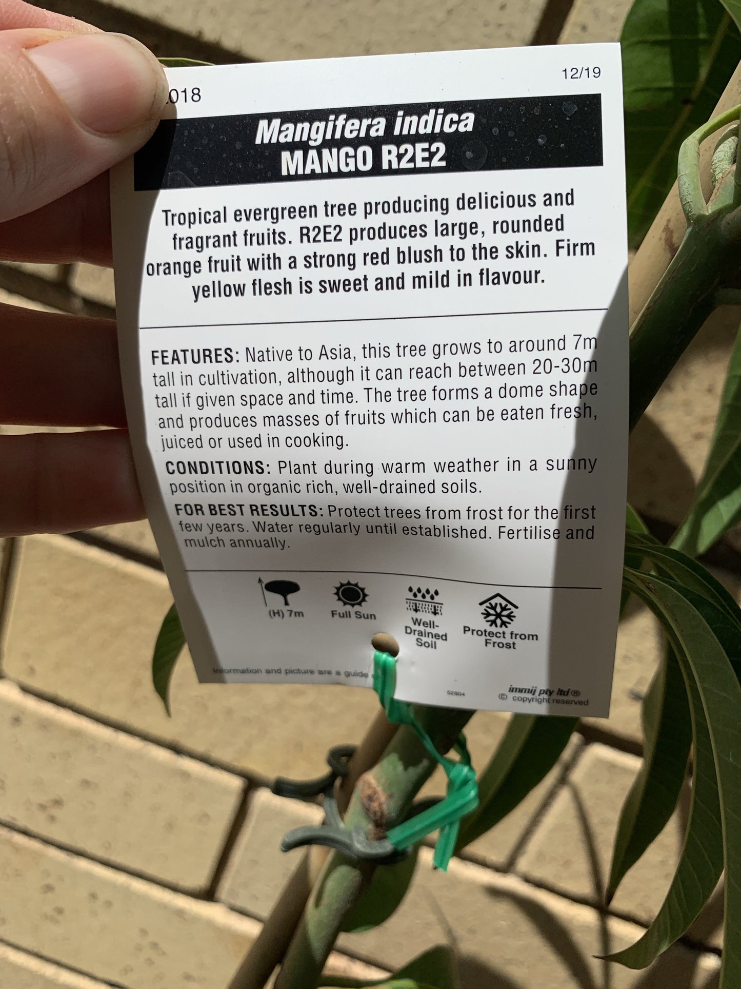 Mango - R2e2