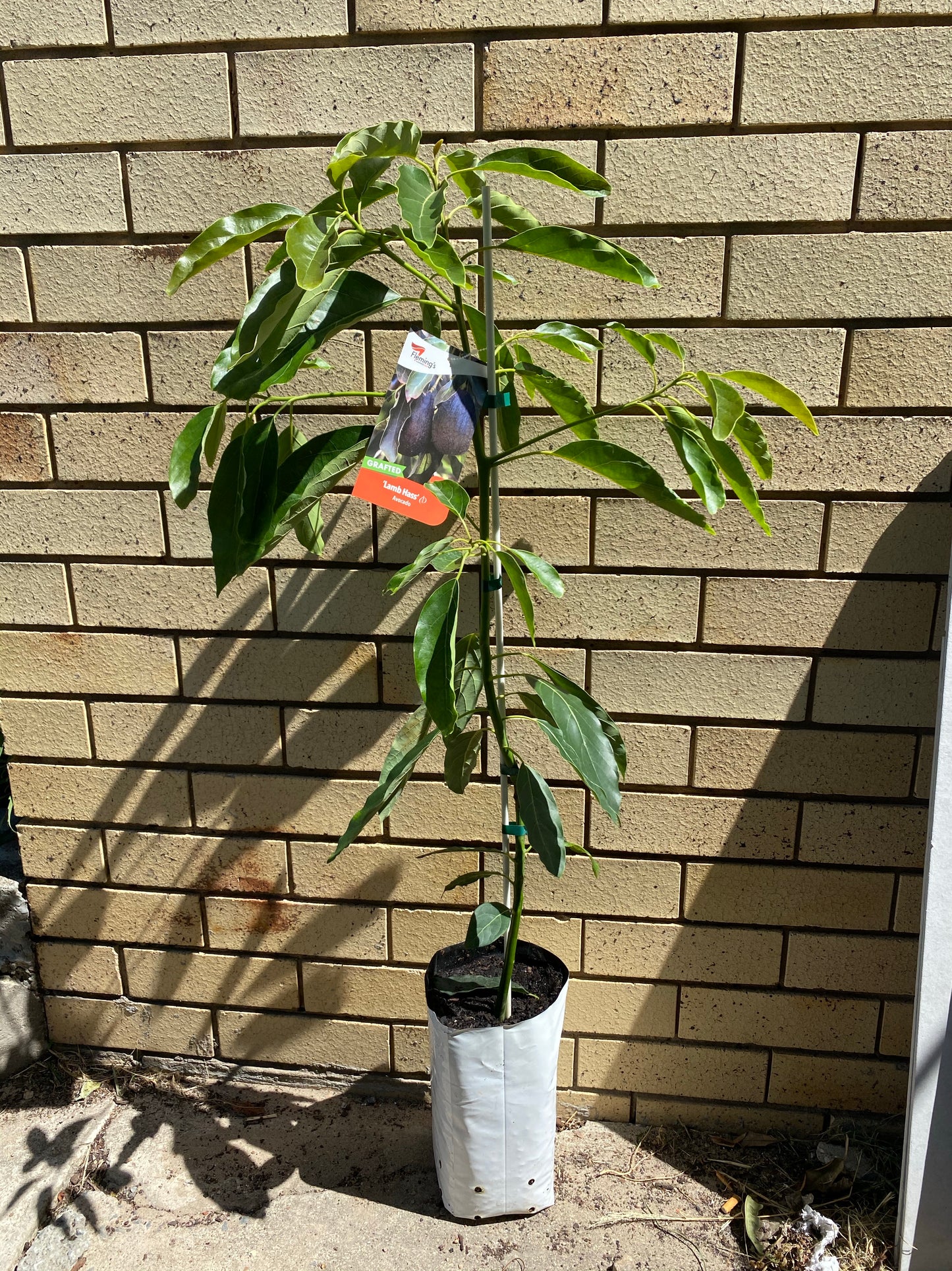 Dwarf Avocado - Lamb Hass