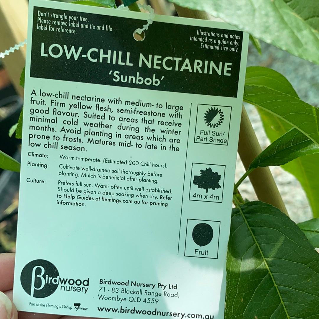Nectarine - Sunbob