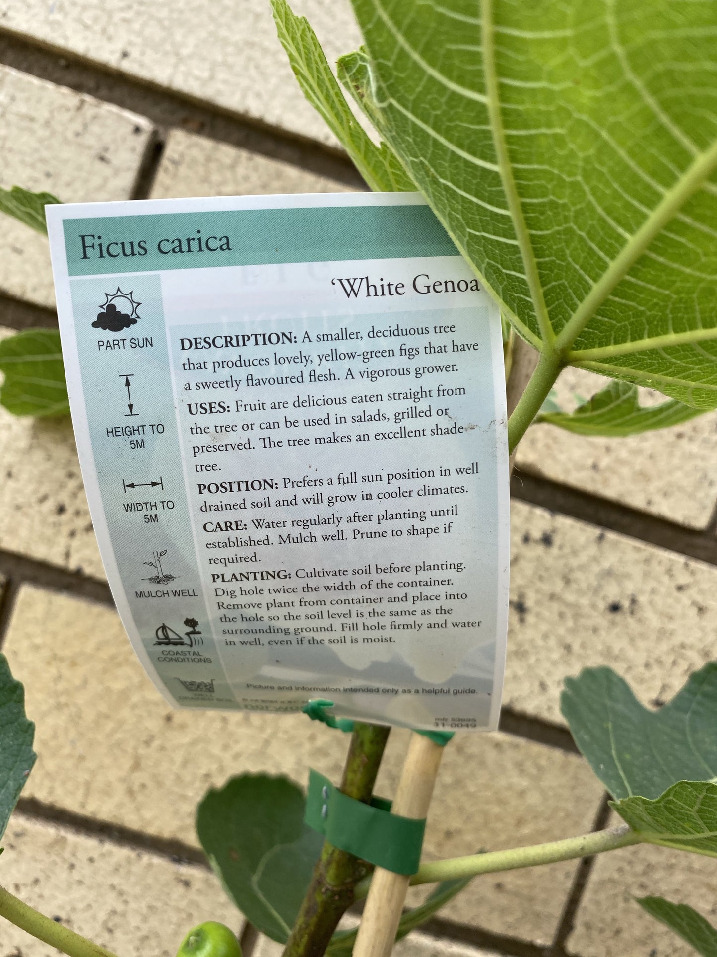 Fig - White Genoa