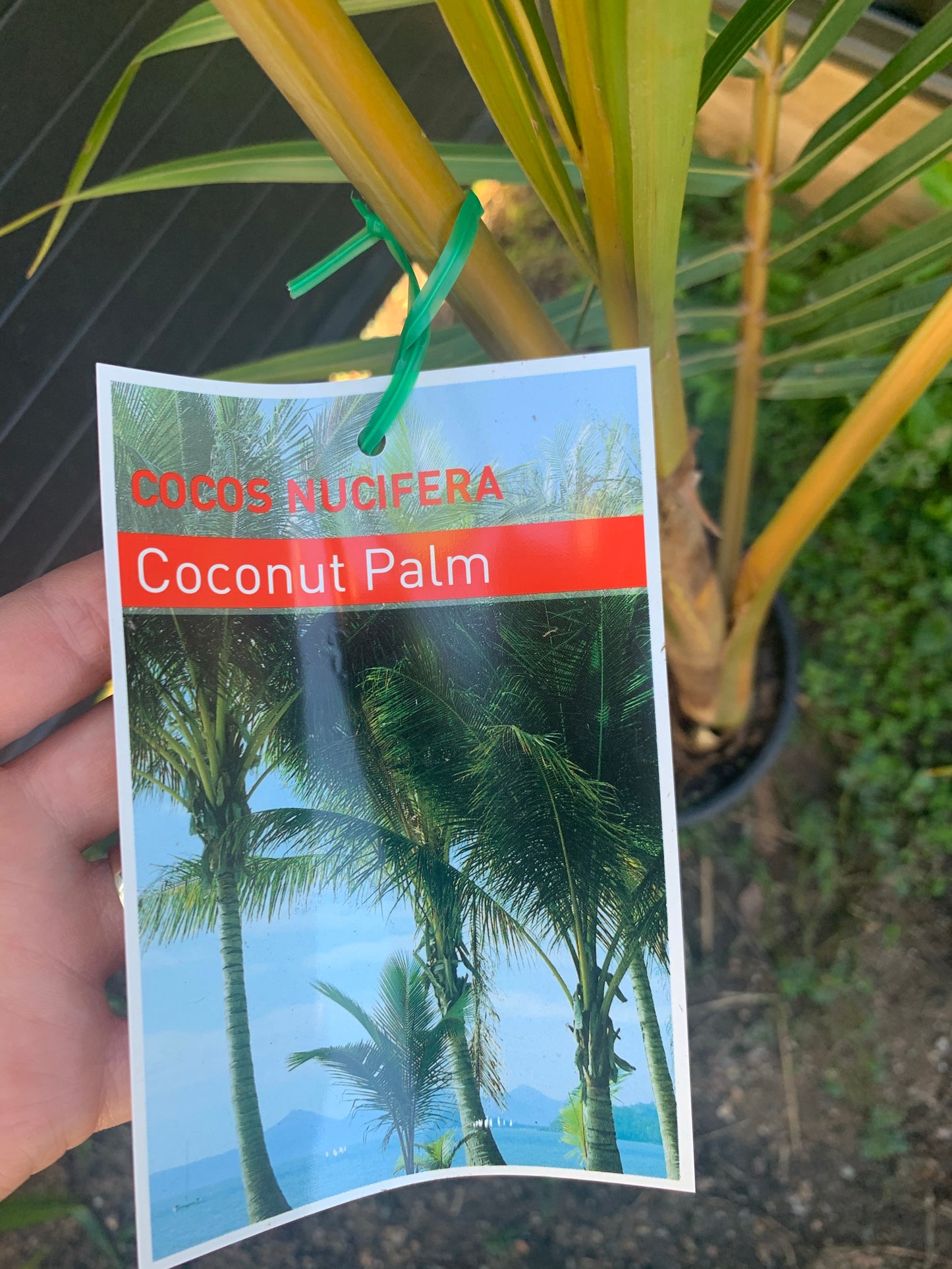 Green coconut palm