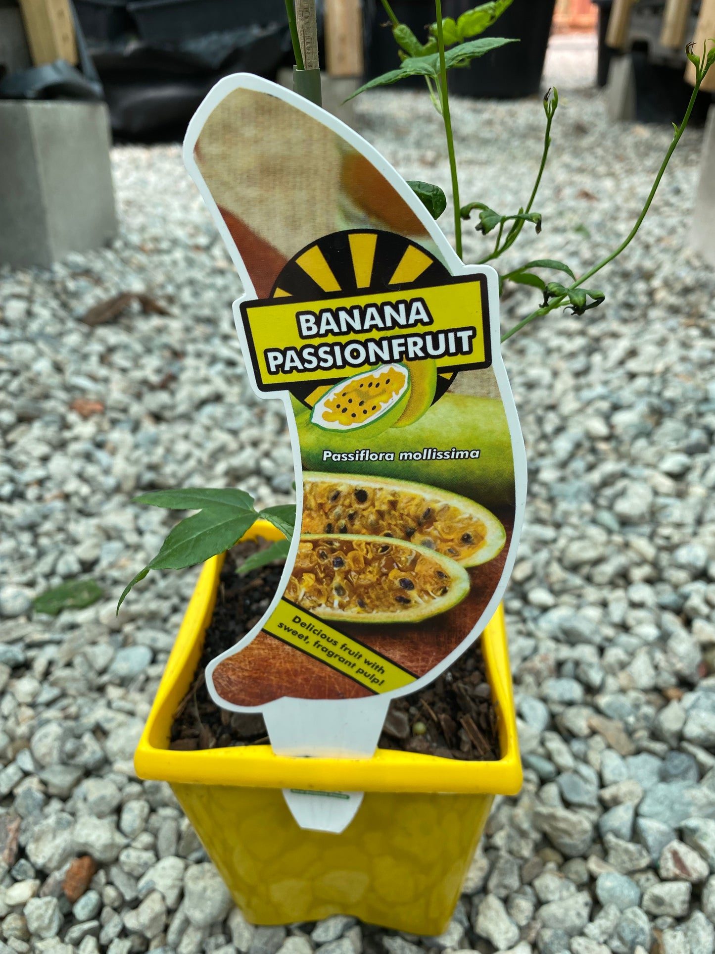 Passionfruit - Banana