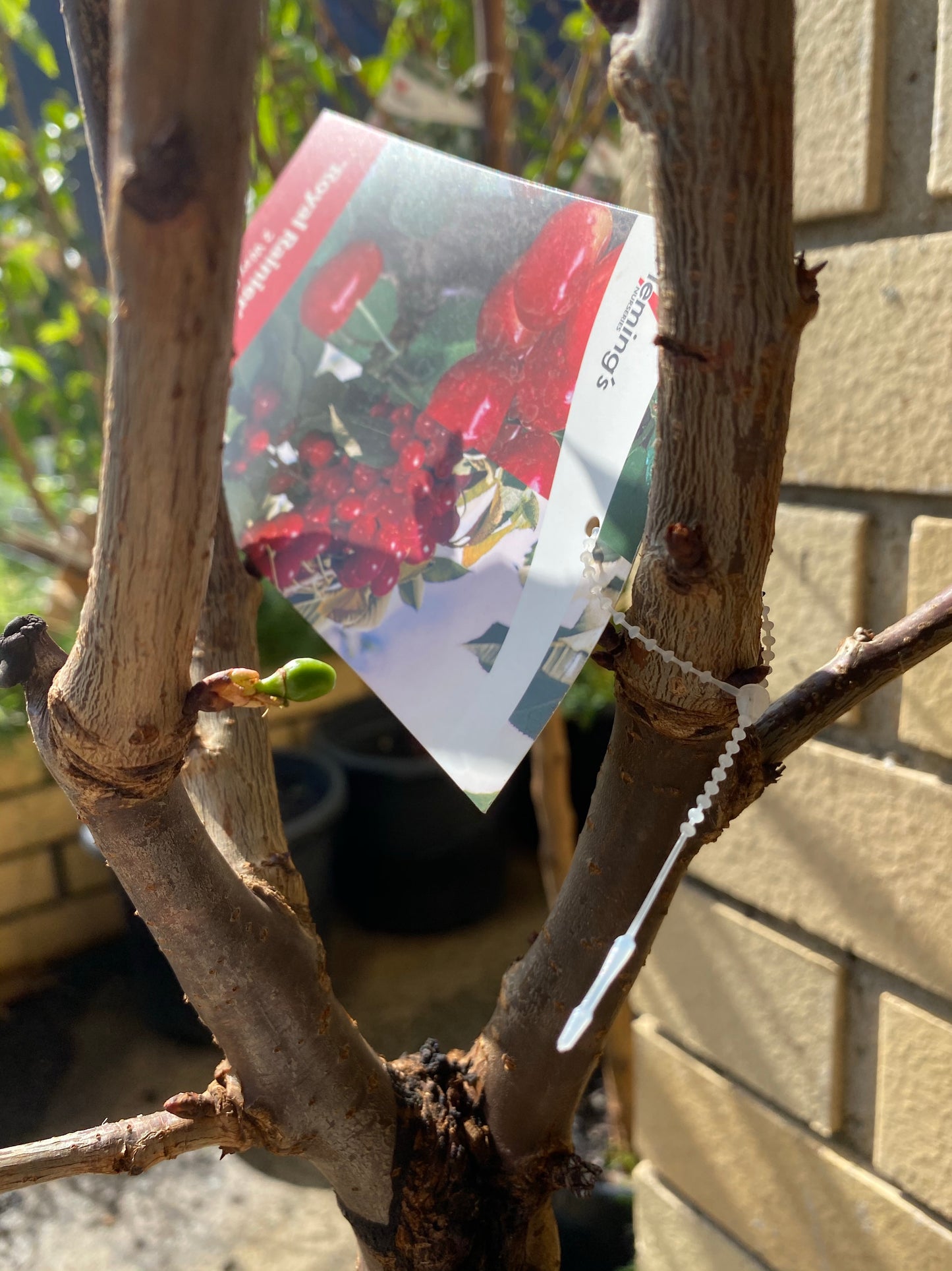 Cherry - Double Grafted