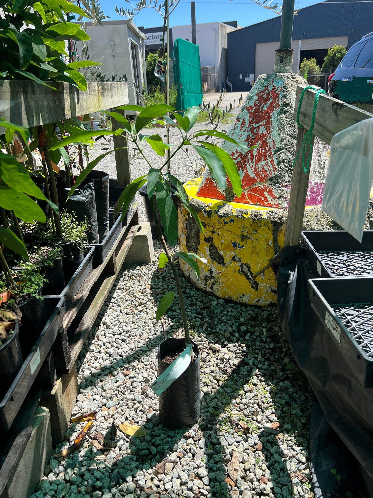 Dwarf Mango - Neelum