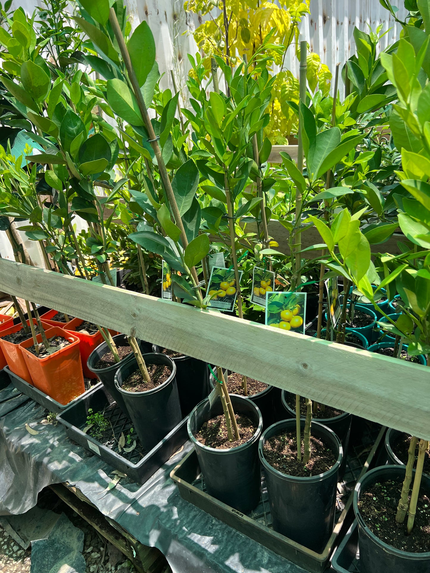 Calamansi / Cumquat Calamondin: QLD ONLY