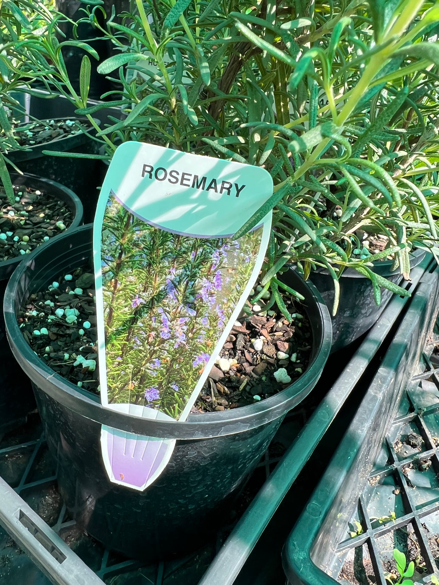 Rosemary
