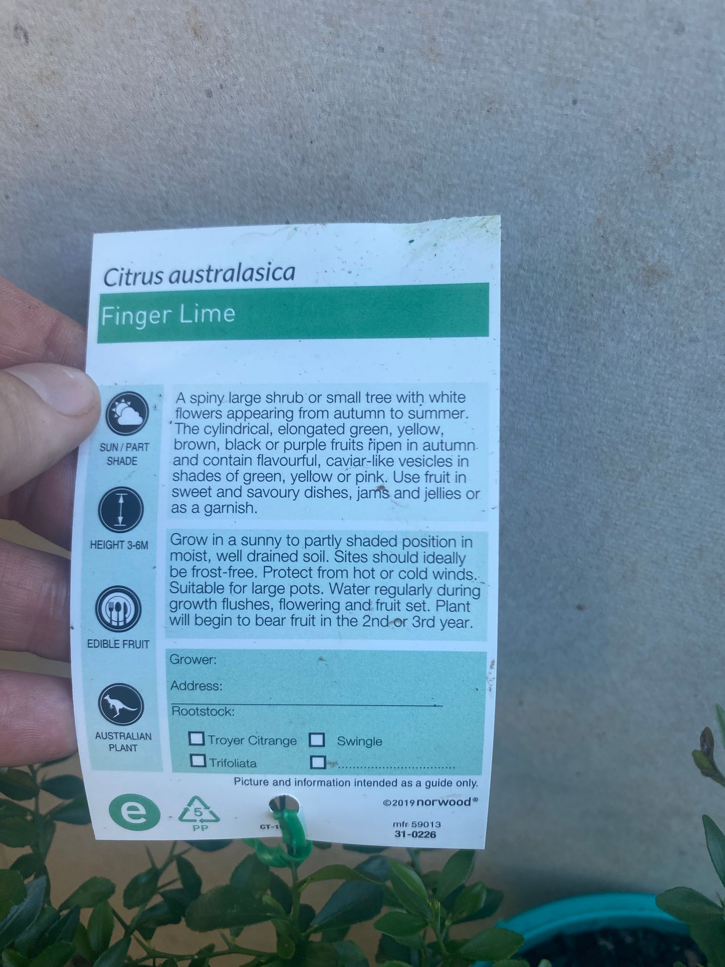 Finger Lime - Yellow RESTRICTED TO QLD