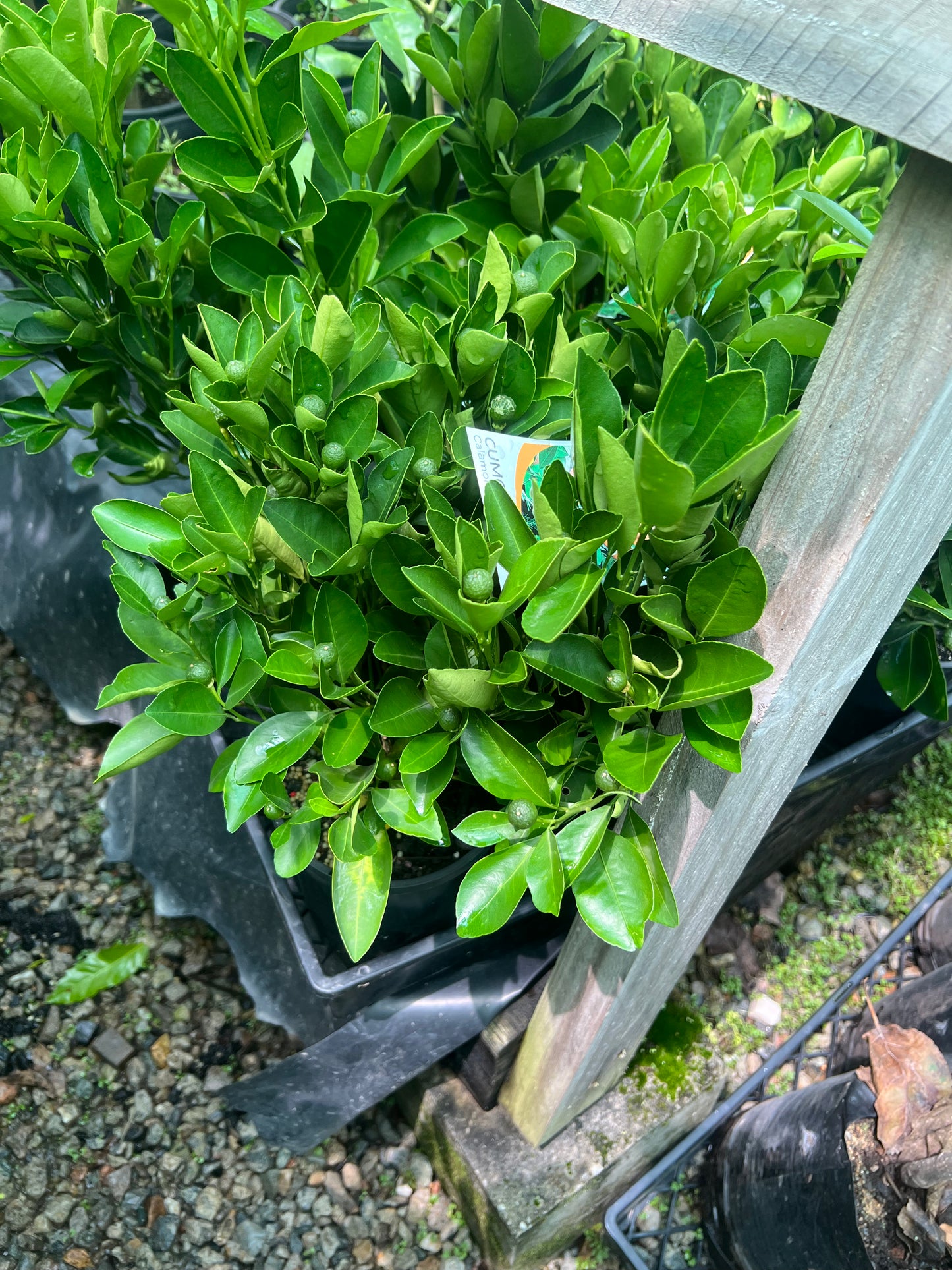Calamansi / Cumquat Calamondin (Small) : RESTRICTED TO QLD