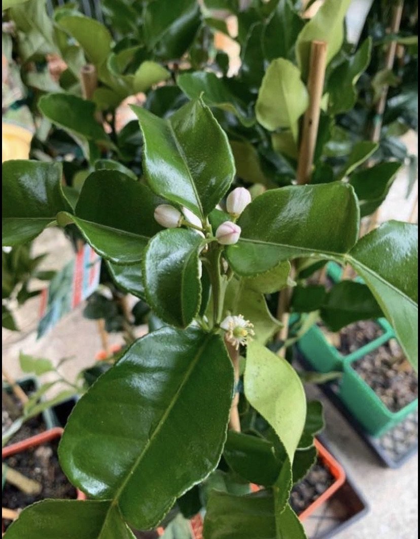 Dwarf Lemon - Eureka: RESTRICTED TO QLD
