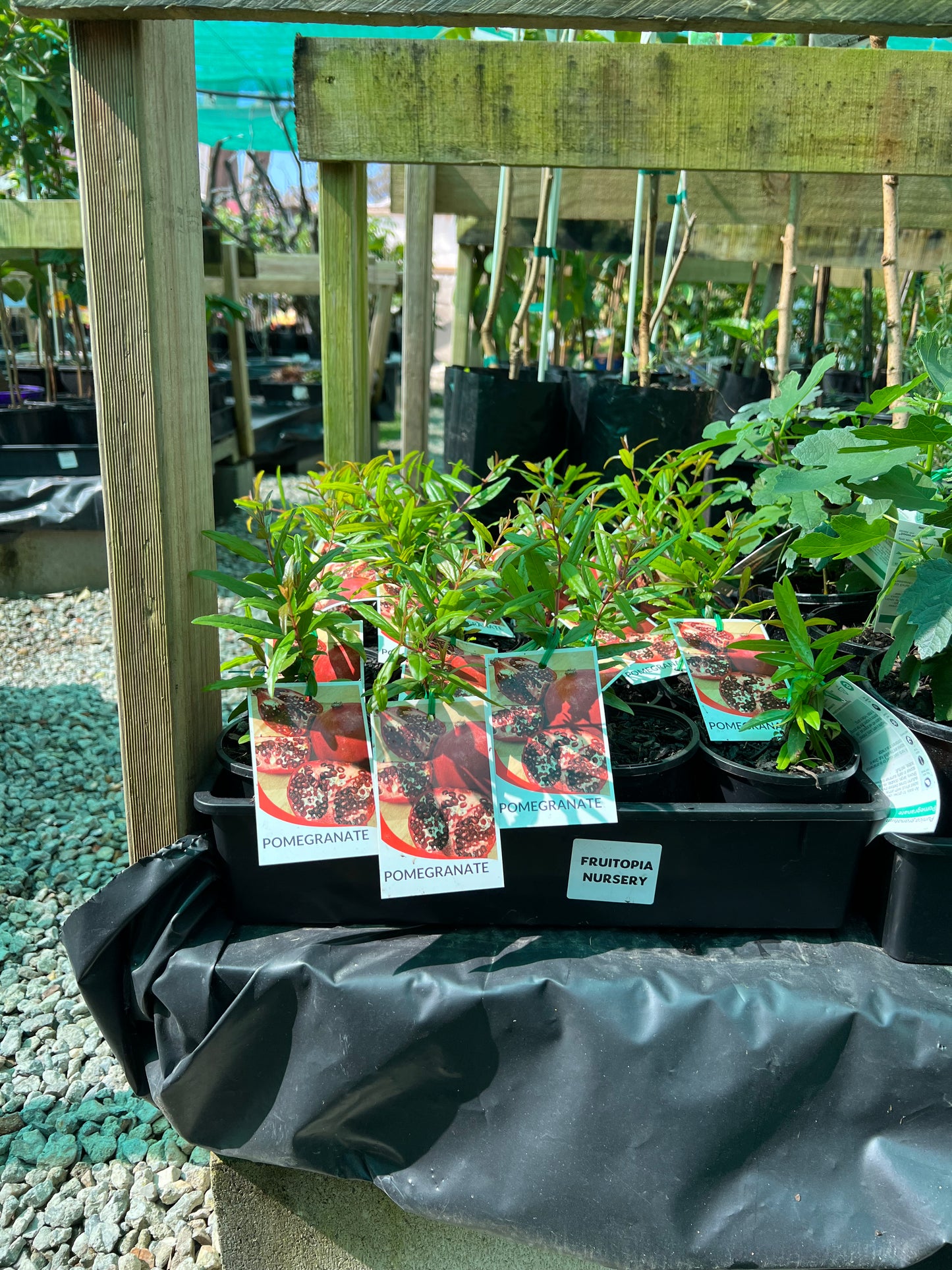 Pomegranate - Seedling