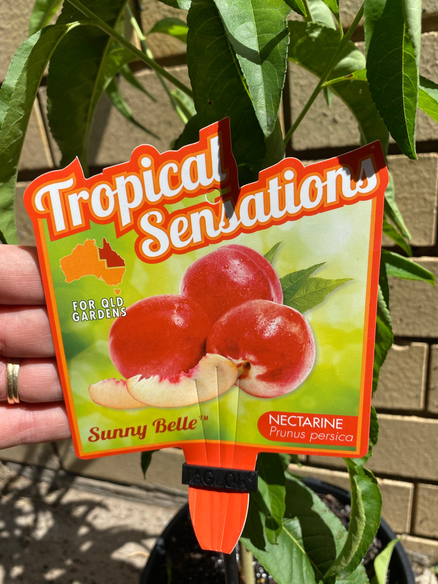 Nectarine - Sunny Belle