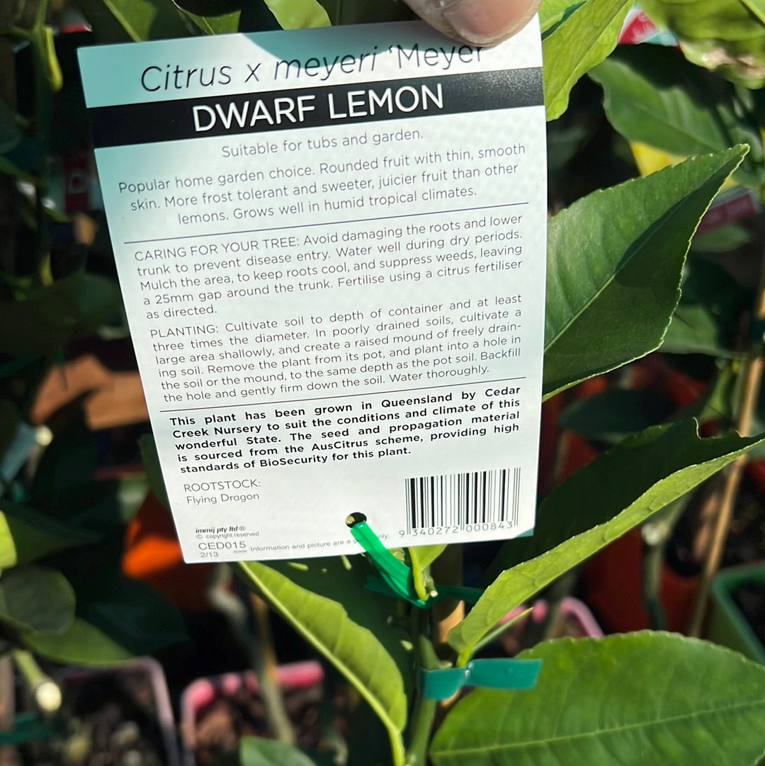 Dwarf Lemon - Meyer: RESTRICTED TO QLD
