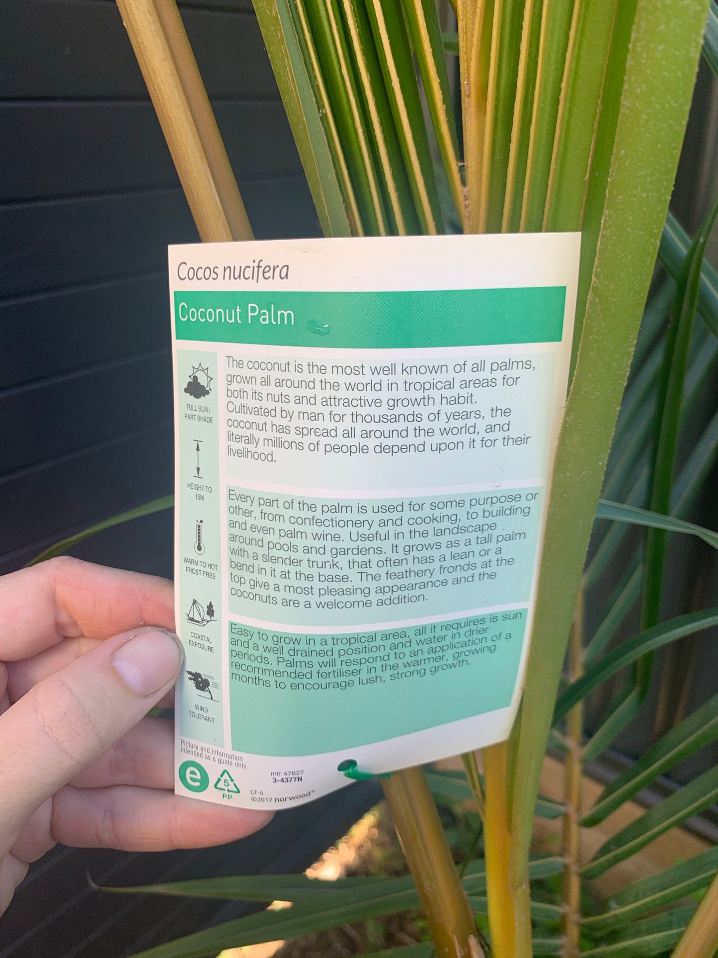 Green coconut palm