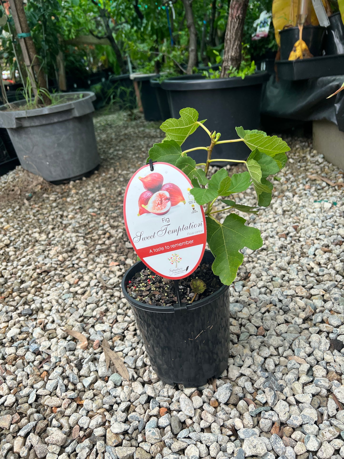 Fig - Sweet Temptation