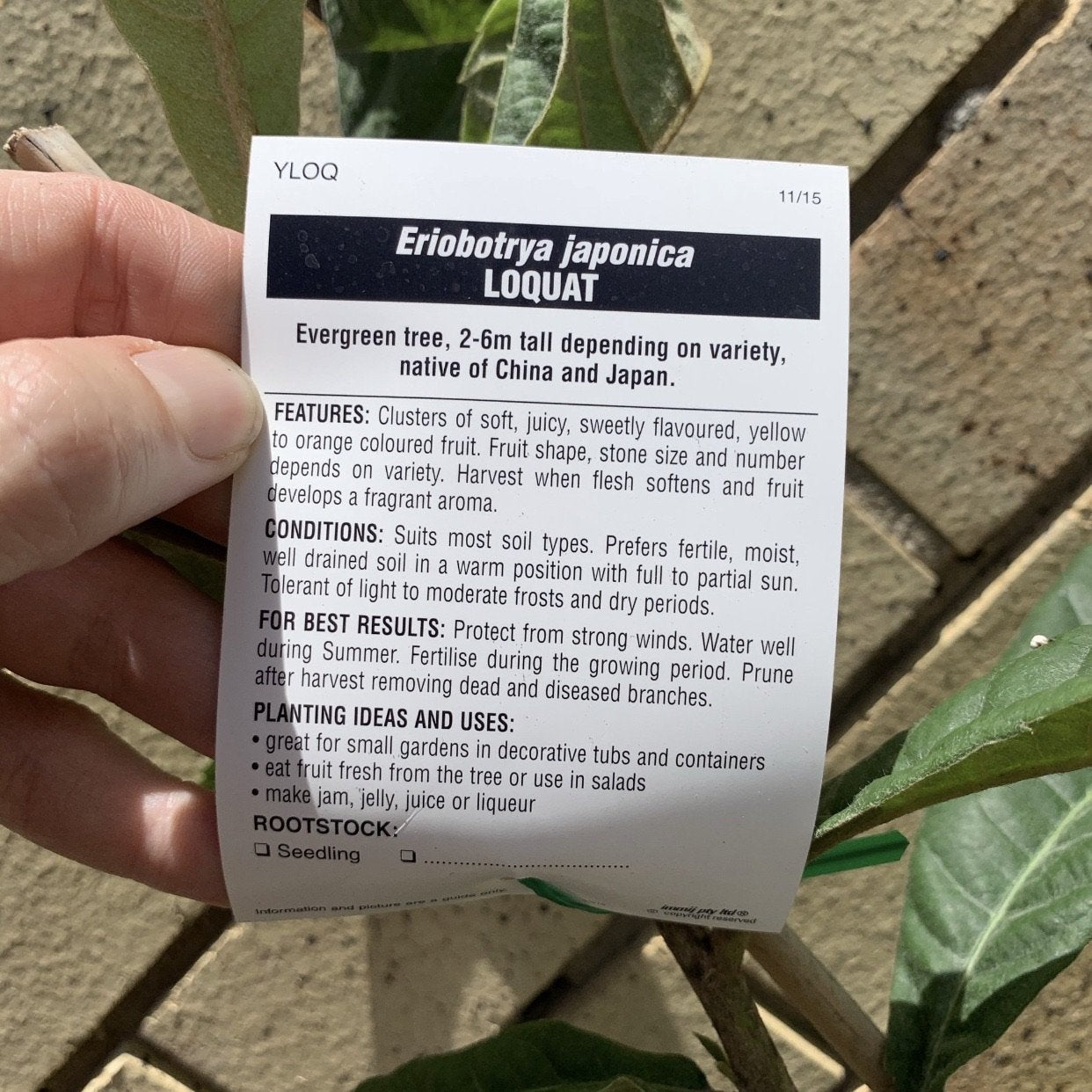 Loquat