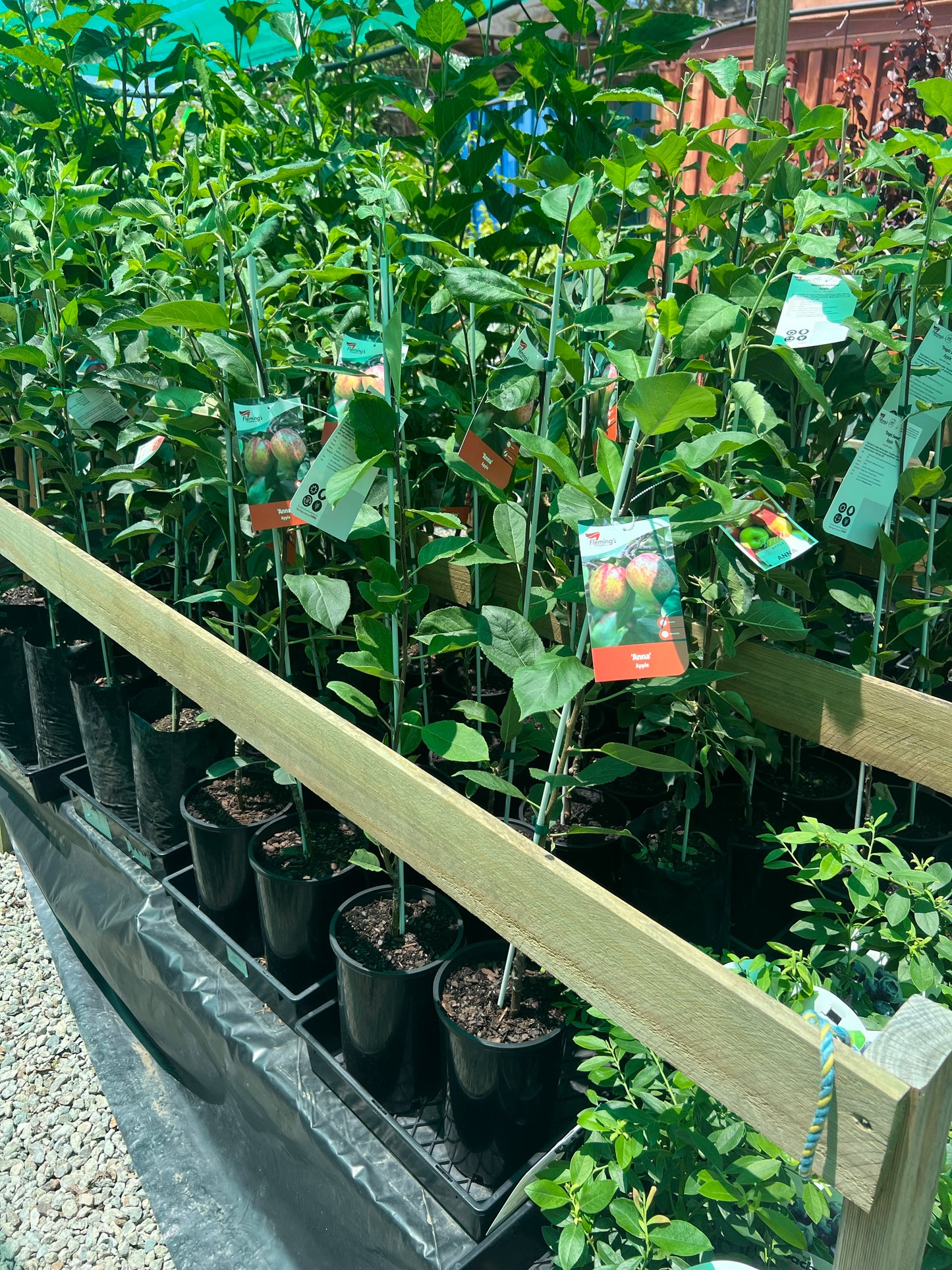 Super Dwarf Apple - Tropic Sweet