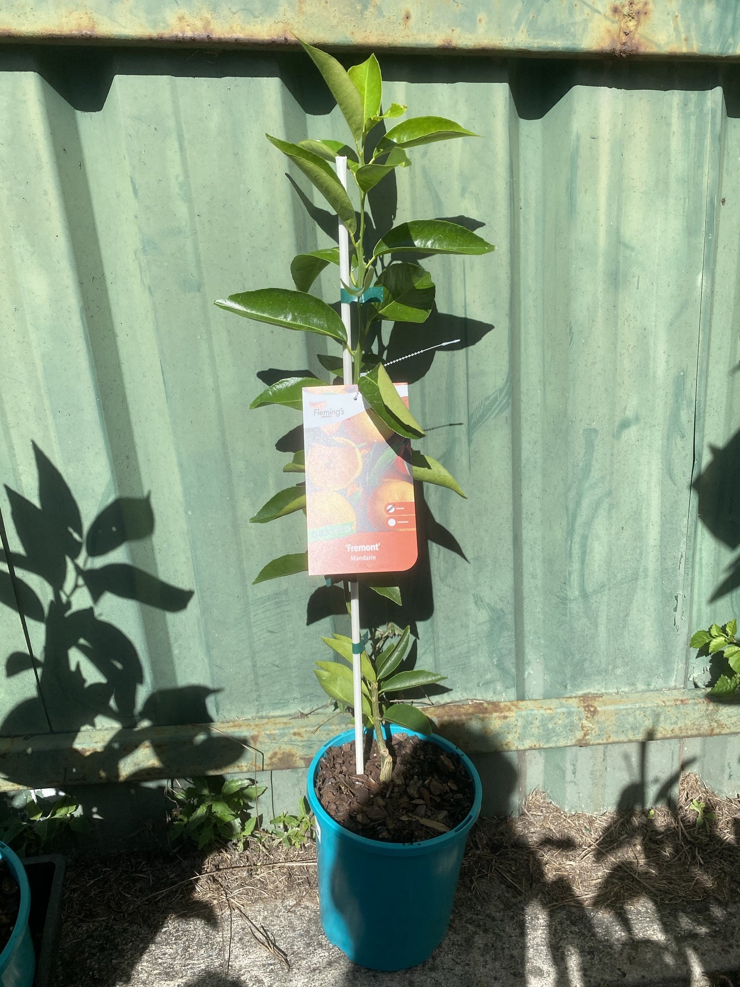 Dwarf Mandarin - Fremont: RESTRICTED TO QLD