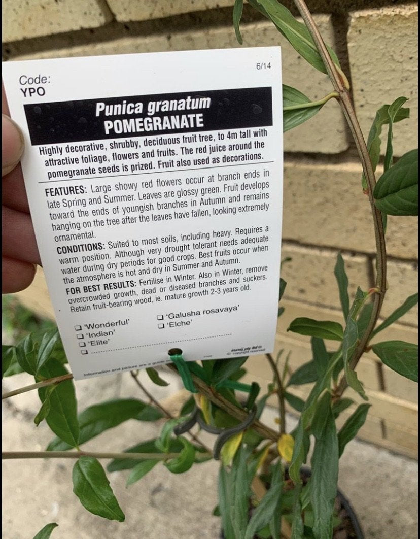 Pomegranate- Ben Hur