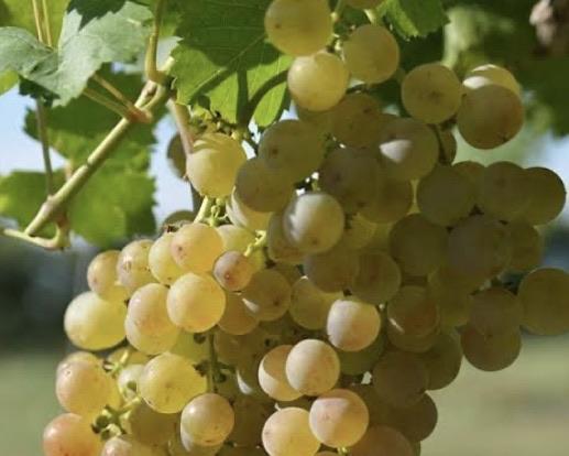 Grapes - Dawn Seedless