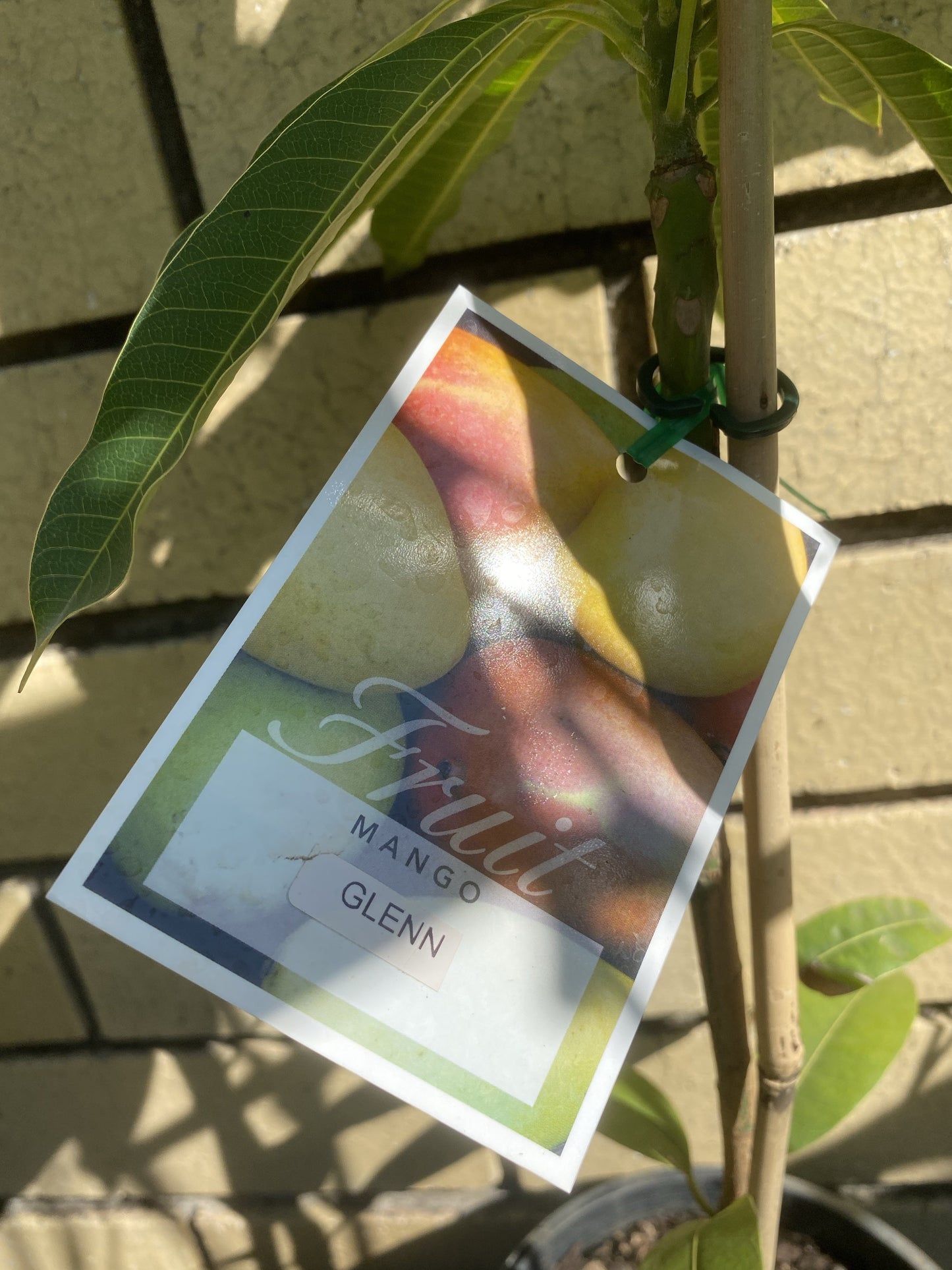 Mango - Glenn