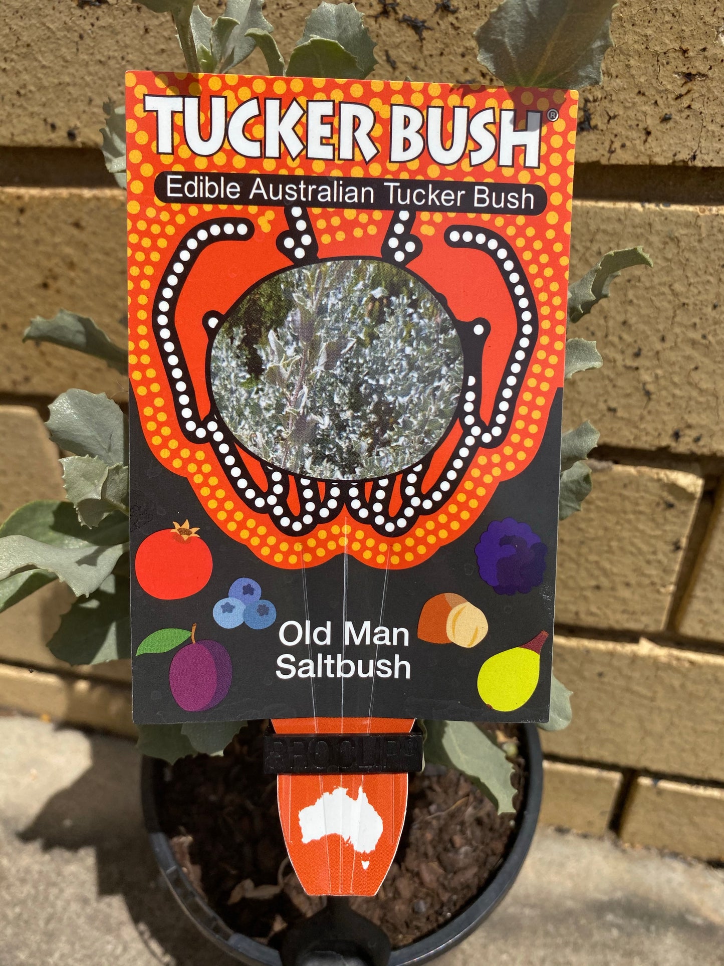 Old Man Salt Bush