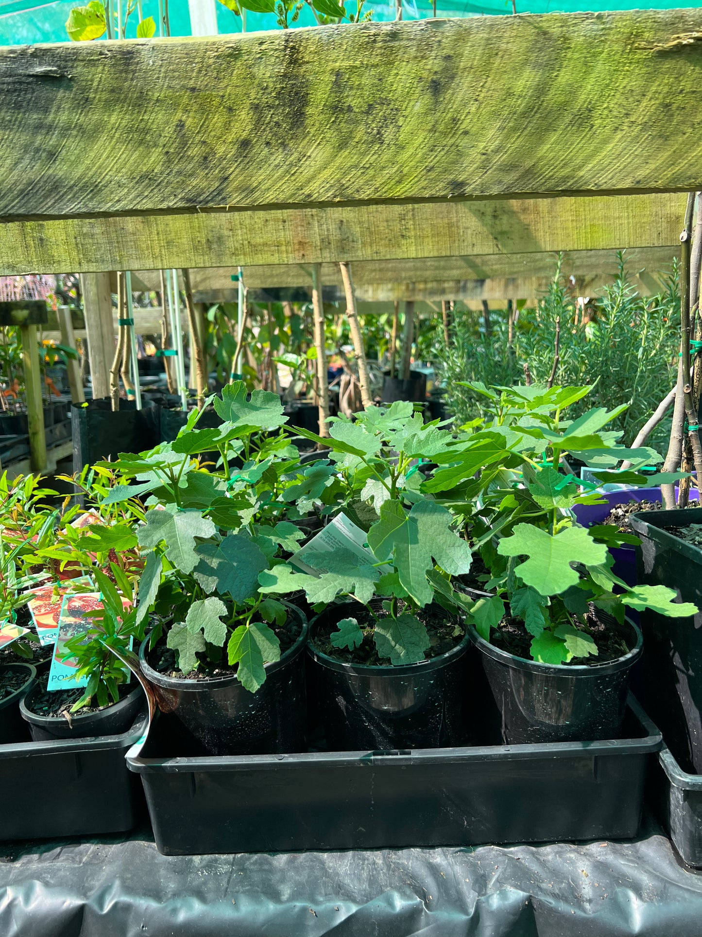 Fig - Black Genoa (Small)