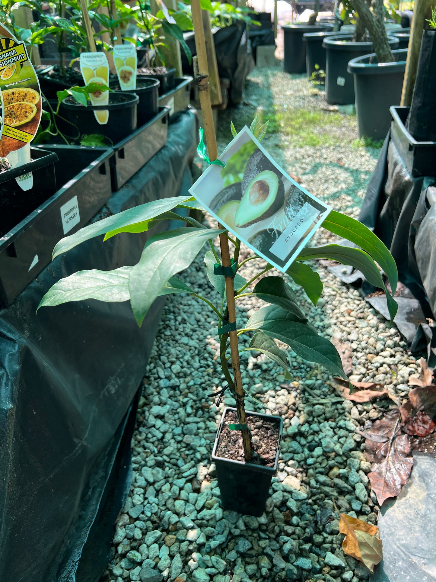 Avocado - Janelle (Small)