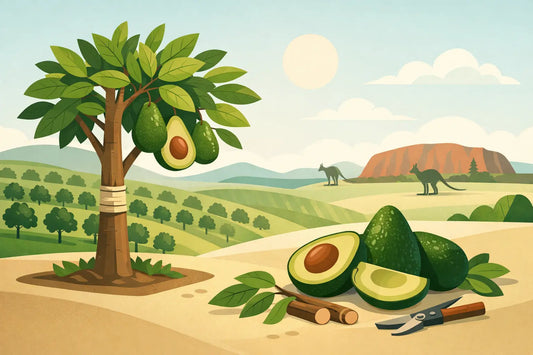 Top Grafted Avocado Varieties in Australia