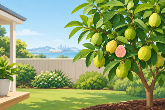 Growing Guava Trees in Australian Backyards