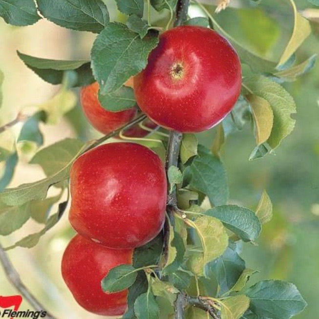 New Arrivals – Page 2 – Fruitopia Nursery