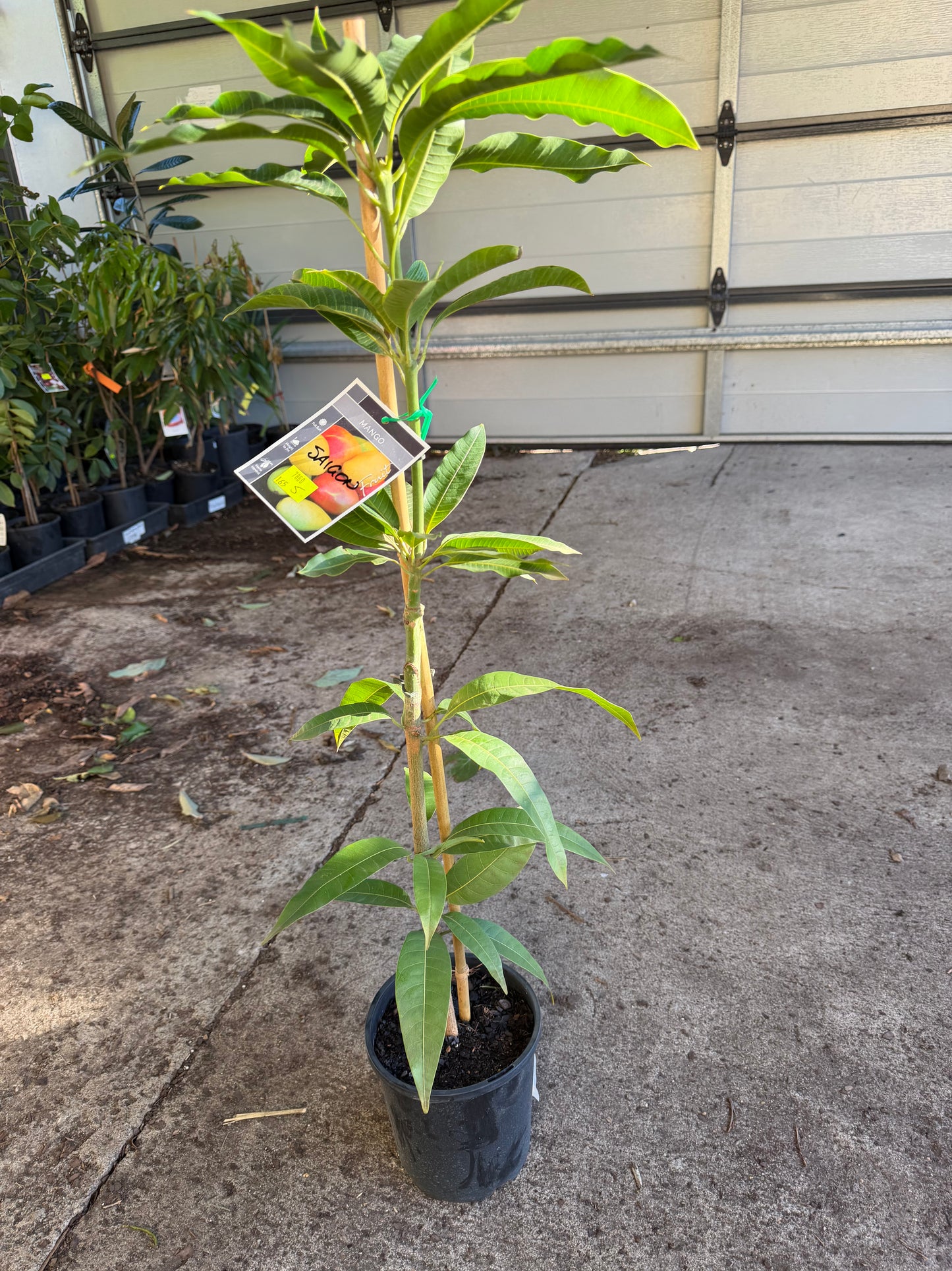Mango - Saigon