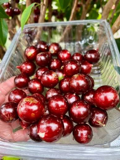 Jaboticaba - Red