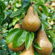 Pear - Beurre Bosc