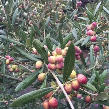 Olive - Arbosana