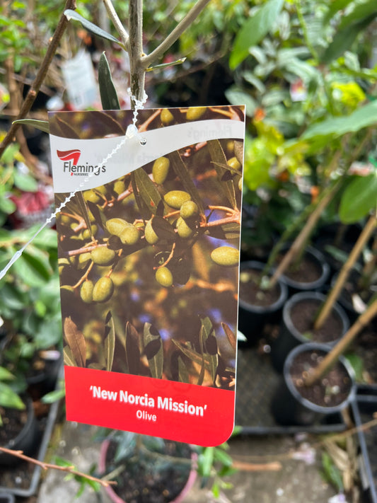 Olive - New Norcia Mission