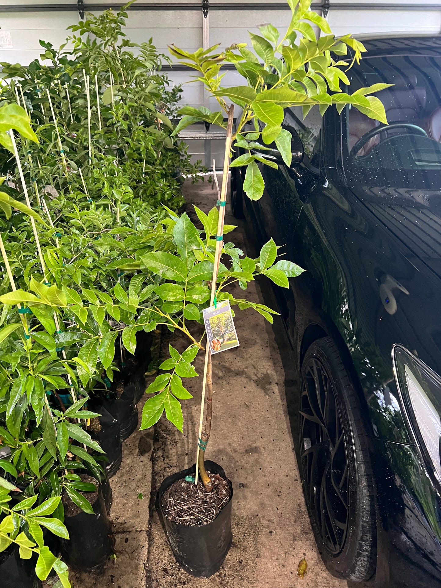 Jujube - Li Advanced