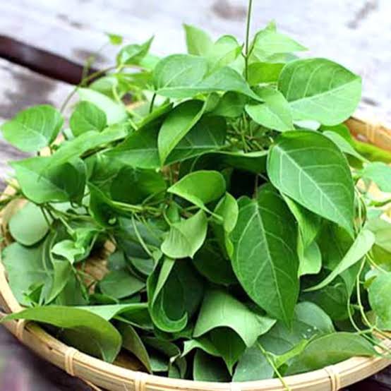 River Leaf Vine