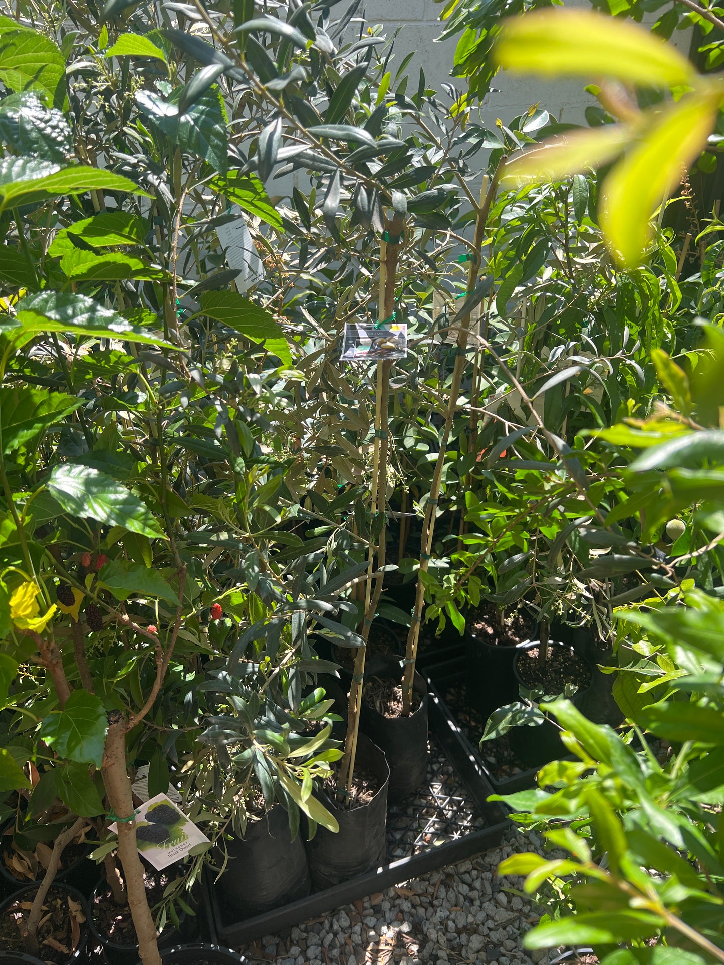Olive - Arbosana
