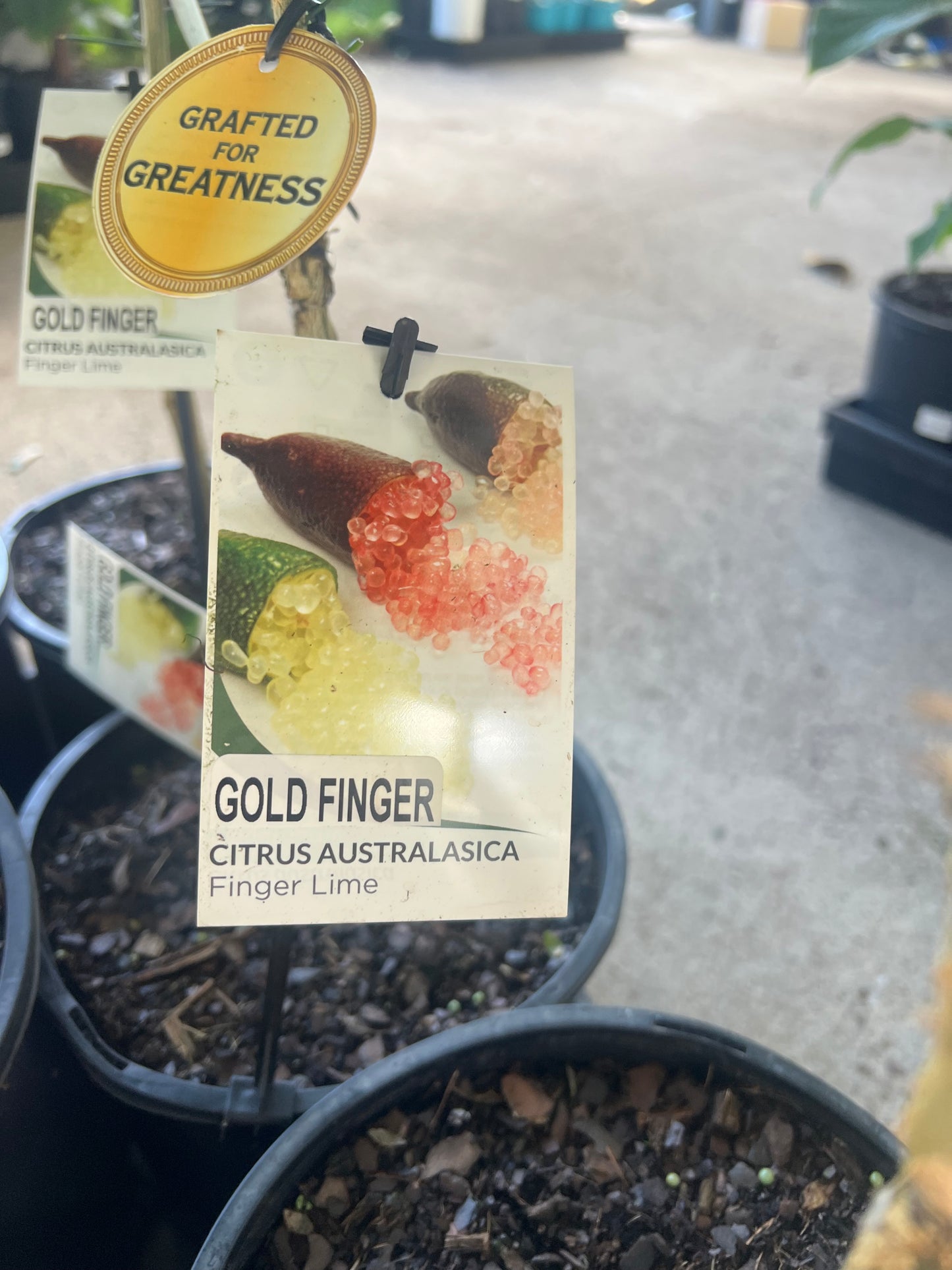 Finger Lime - Gold Finger