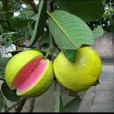 Guava - Thai Pink