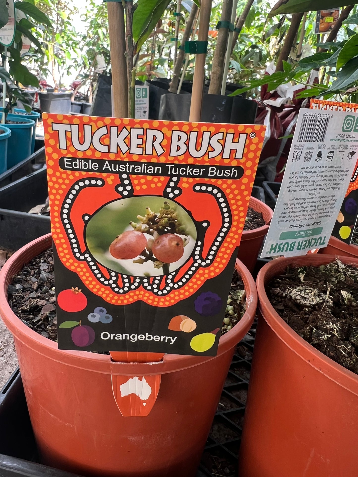 Orange Berry