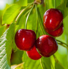 Dwarf Cherry - Mini Royal