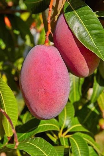Mango - Crimson Blush