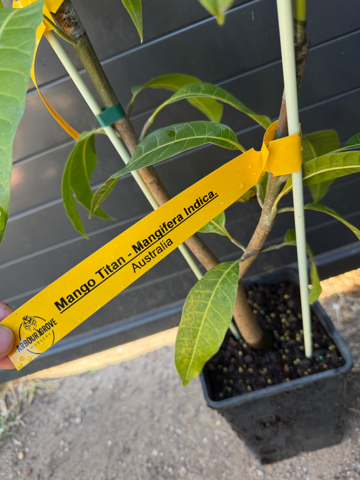 Double Grafted Mango Tree - Titan & Bambaroo