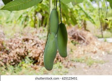 Mango - Cobra Tongue